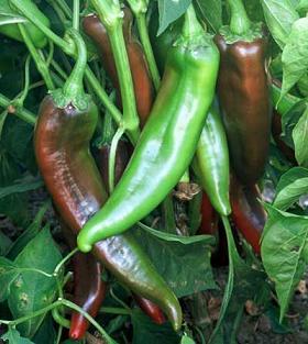 NuMex Joe E Parker Pepper Seeds - The Pepper Pantry (Formerly Marie Sharp's)